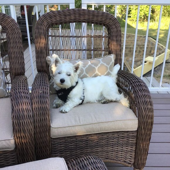 Meet your Posher, Cherlyn - Picture 1 of 1